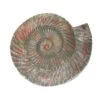 Concrete Snail Ammonite Mould 1 Concrete Snail Ammonite Mould -CLAIREFONTAINE || Canson || Golden Shop ConcreteSnailAmmoniteMould