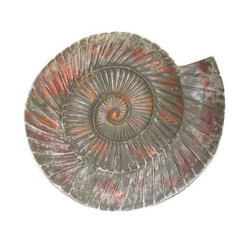Concrete Snail Ammonite Mould 3 Concrete Snail Ammonite Mould
